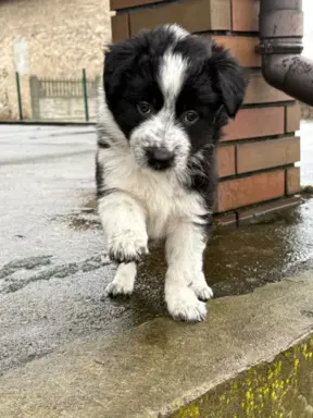 Szczeniaki Border Collie | gotowe do odbioru 2