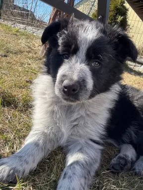 Szczeniaki Border Collie | gotowe do odbioru 6