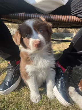Szczeniaki Border Collie | gotowe do odbioru 3