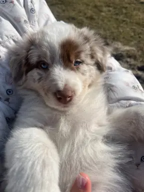 Szczeniaki Border Collie | gotowe do odbioru 4