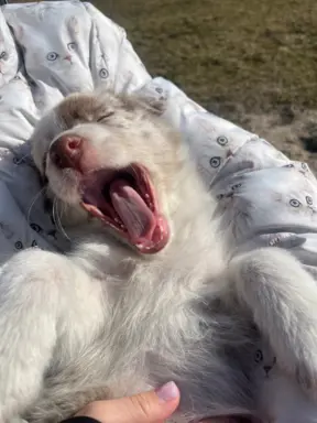 Szczeniaki Border Collie | gotowe do odbioru 5