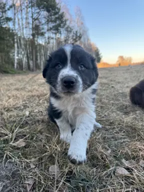 Szczeniaki Border Collie | gotowe do odbioru 9