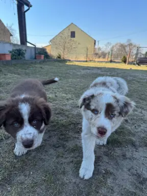 Szczeniaki Border Collie | gotowe do odbioru 1