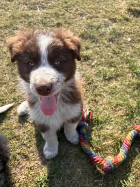 Szczeniaki Border Collie | gotowe do odbioru 10
