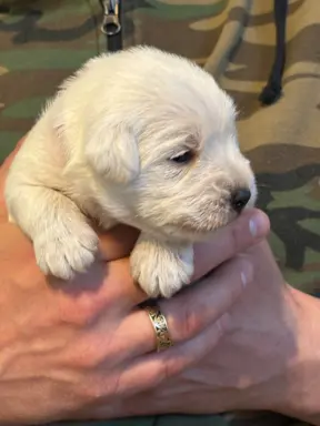 Sznaucer miniaturowy biały 3