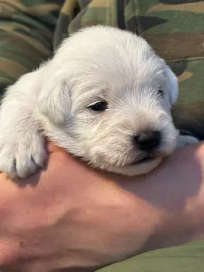 Sznaucer miniaturowy biały 2