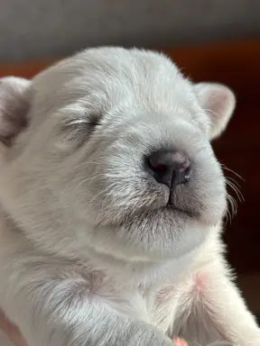 Sznaucer miniaturowy biały 4