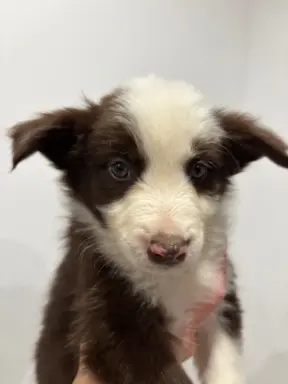 Szczeniaczki border collie do odbioru 3