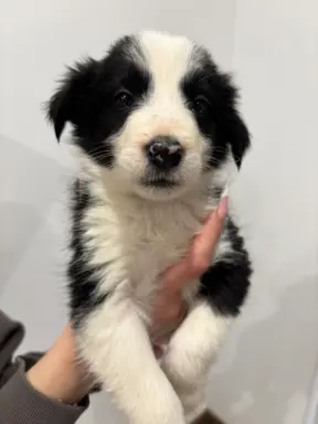 Szczeniaczki border collie do odbioru 4