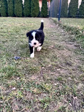 Szczeniaczki border collie do odbioru 5