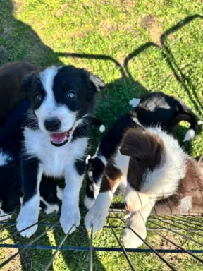 Szczeniaczki border collie do odbioru 3