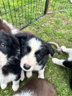 Szczeniaczki border collie do odbioru 4