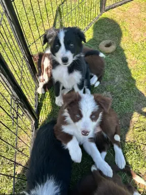Szczeniaczki border collie do odbioru 6