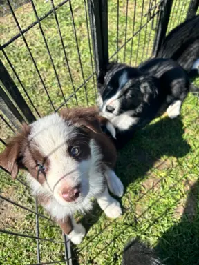 Szczeniaczki border collie do odbioru 7