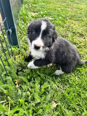 Szczeniaczki border collie do odbioru 8