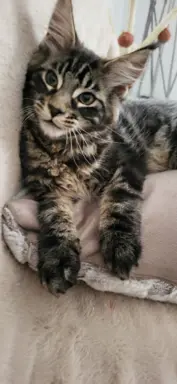 Kocurek Maine Coon, rodowód FPL/Fife 5