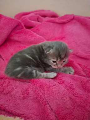 Maleńka Koteczka – ślicznotka z króliczym ogonkiem! 1