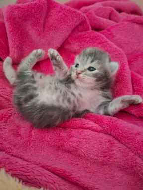 Maleńka Koteczka – ślicznotka z króliczym ogonkiem! 2