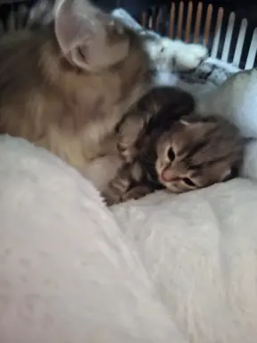 Maleńka Koteczka – ślicznotka z króliczym ogonkiem! 4