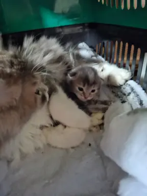 Maleńka Koteczka – ślicznotka z króliczym ogonkiem! 5