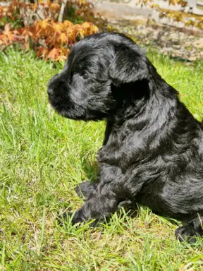 Hodowla BALICKIE WZGÓRZE FCI  ZKWP 1