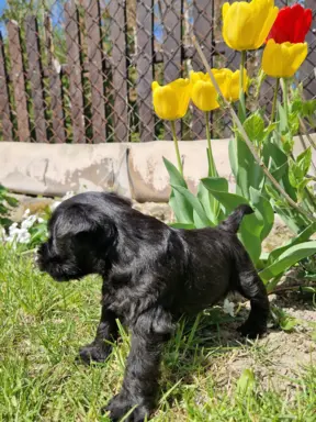 Hodowla BALICKIE WZGÓRZE FCI  ZKWP 6