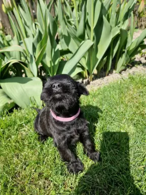 Hodowla BALICKIE WZGÓRZE FCI  ZKWP 5