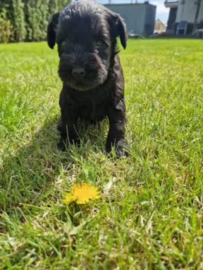 Hodowla BALICKIE WZGÓRZE FCI  ZKWP 7