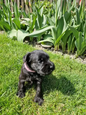 Hodowla BALICKIE WZGÓRZE FCI  ZKWP 8