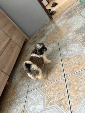 Sunia „Bella” rasy shih tzu z rodowodem 4