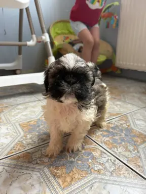 Sunia „Bella” rasy shih tzu z rodowodem 3