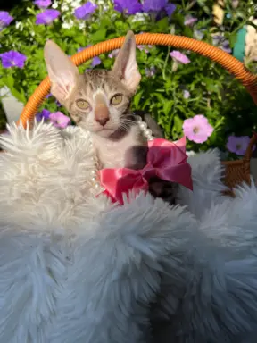 Cornish rex kotka lira wychowana z pieskami 1
