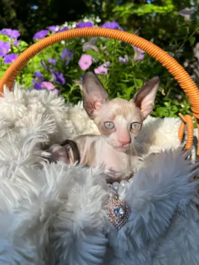 Cornish rex kotka lira wychowana z pieskami 2