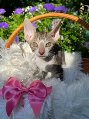 Cornish rex kotka lira wychowana z pieskami 5