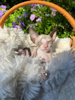 Cornish rex kotka lira wychowana z pieskami 4