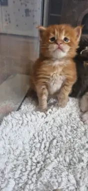 Kotka Maine Coon FPL/FIFE opcja hodowlana 1