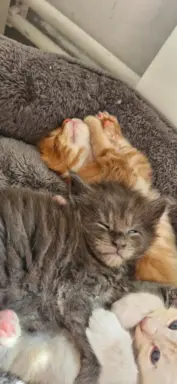 Kotka Maine Coon FPL/FIFE opcja hodowlana 3