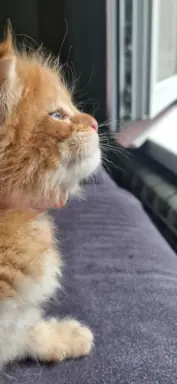 Kocur Maine Coon FPL/FIFE opcja hodowlana 5