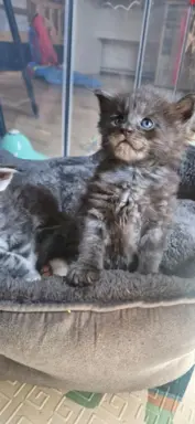 Kocur Maine Coon FPL/FIFE opcja hodowlana 6