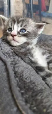 Kocur Maine Coon FPL/FIFE opcja hodowlana 7