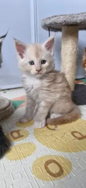 Kocur Maine Coon FPL FIFE 2