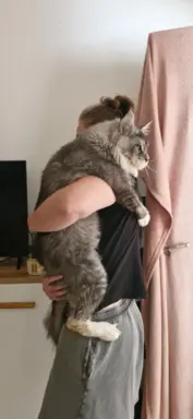 Kocur Maine Coon FPL FIFE 6