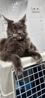 Kocur Maine Coon FPL FIFE 9
