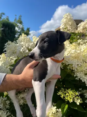 Chart Angielski WHIPPET ZKwP/FCI 15