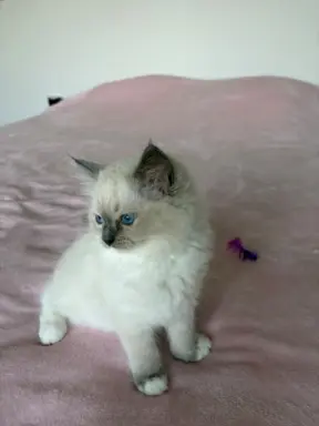 Ragdoll kotka z rodowodem 5