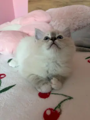 Ragdoll kotka z rodowodem 7