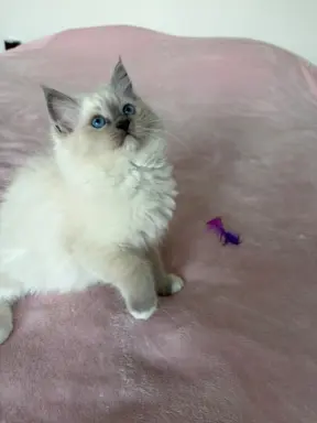 Ragdoll kotka z rodowodem 3