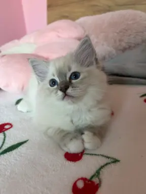 Ragdoll kotka z rodowodem 6