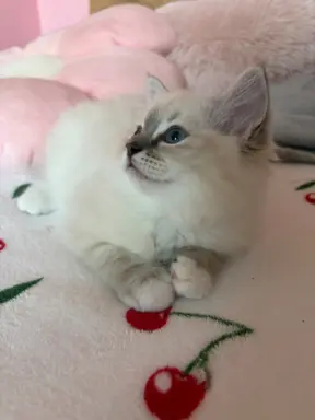 Ragdoll kotka z rodowodem 8