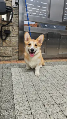 Welsh Corgi Pembroke piesek 1